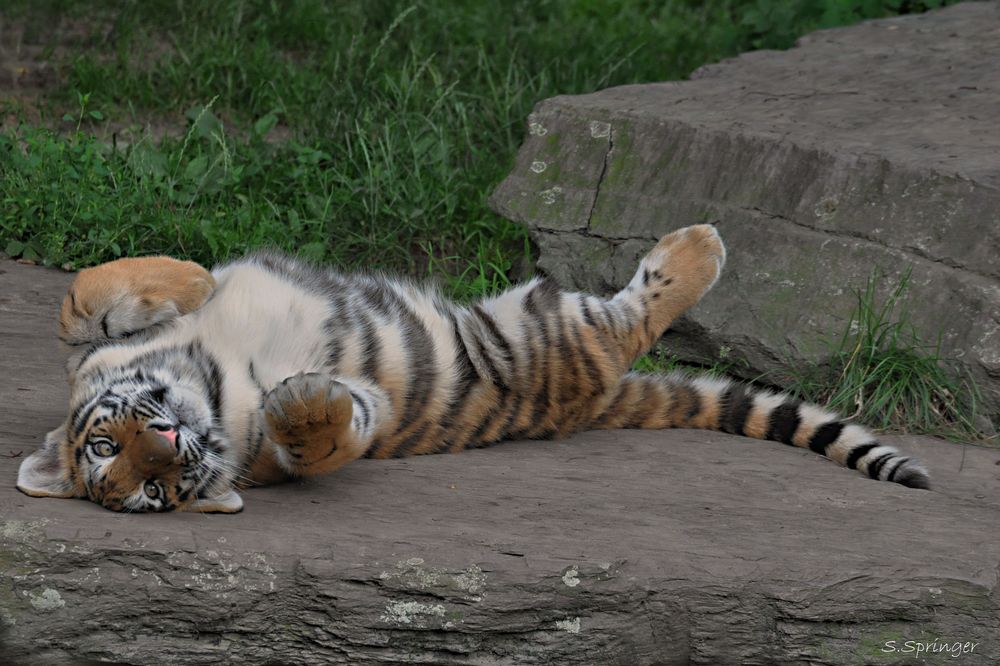 Finja, eine der jungen Tiger