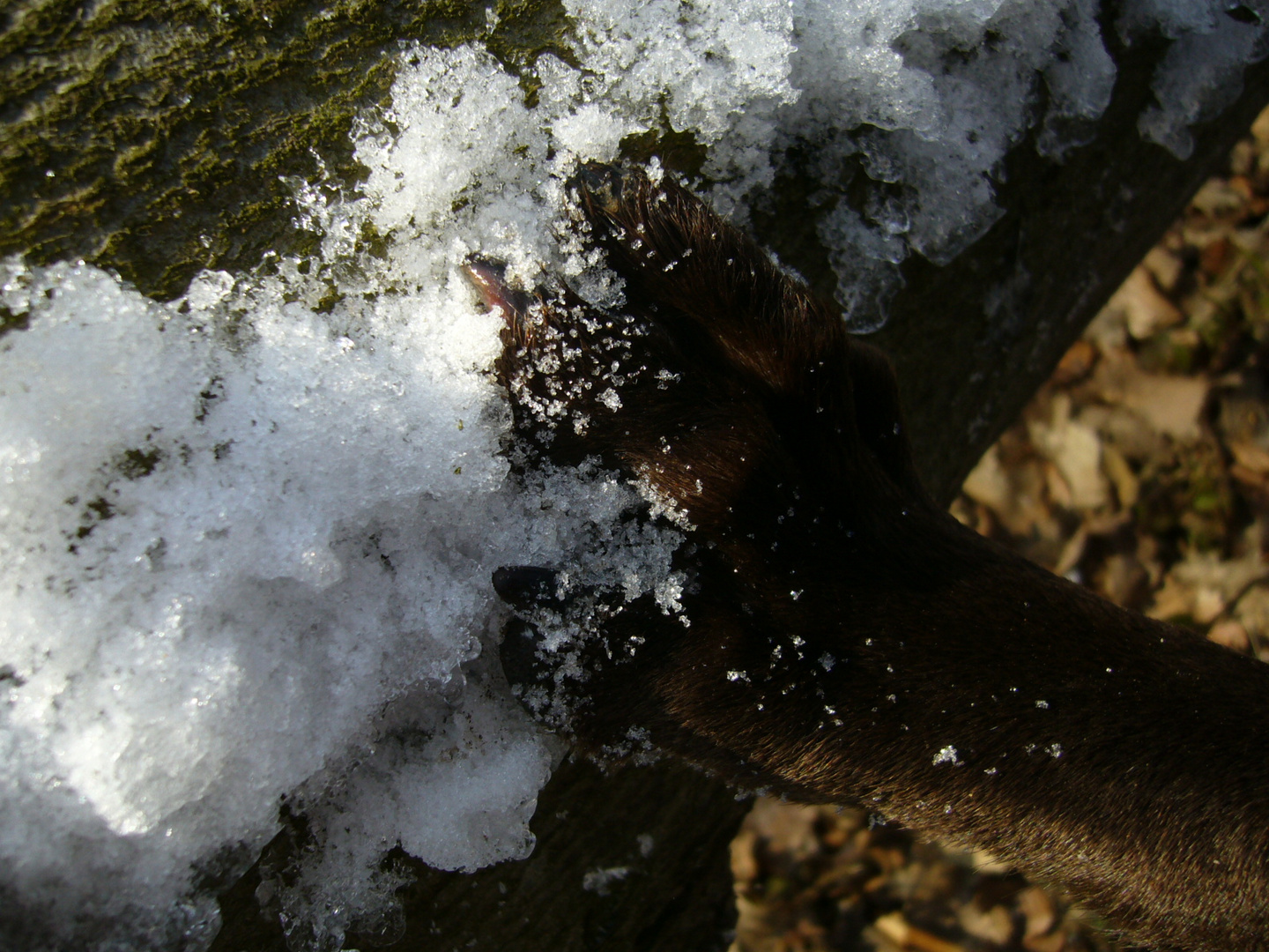 Finja im Wald