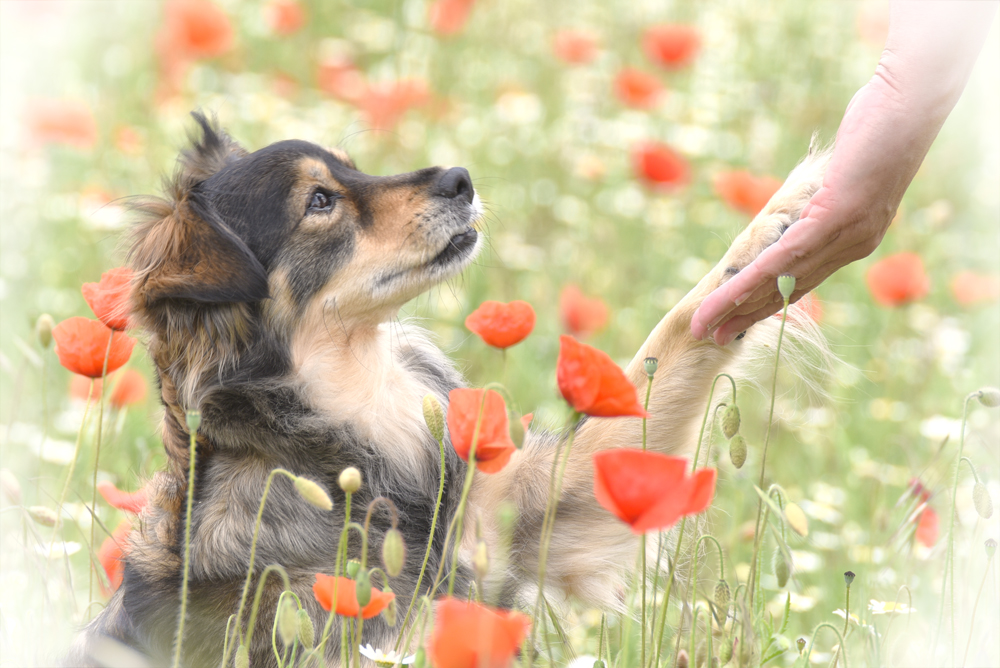 Finja zwischen Mohnblüten