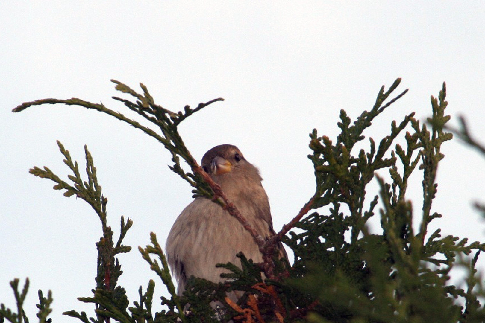 fink im baum