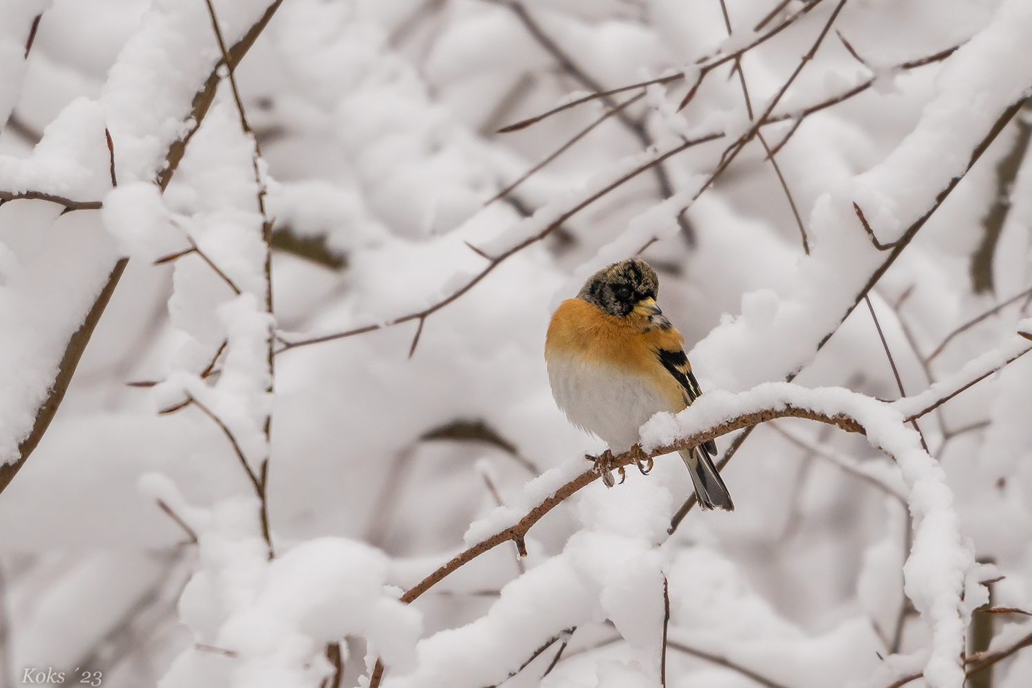 Fink im Winterwald