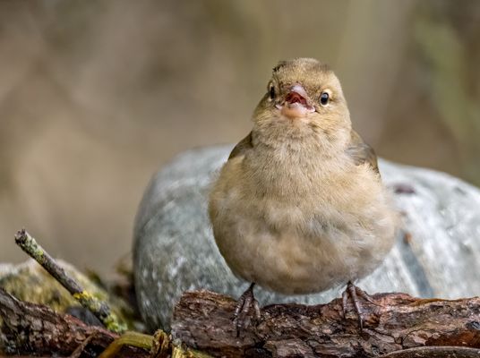 "FINK" und "MÄDCHEN" auf jeden Fall - ABER?