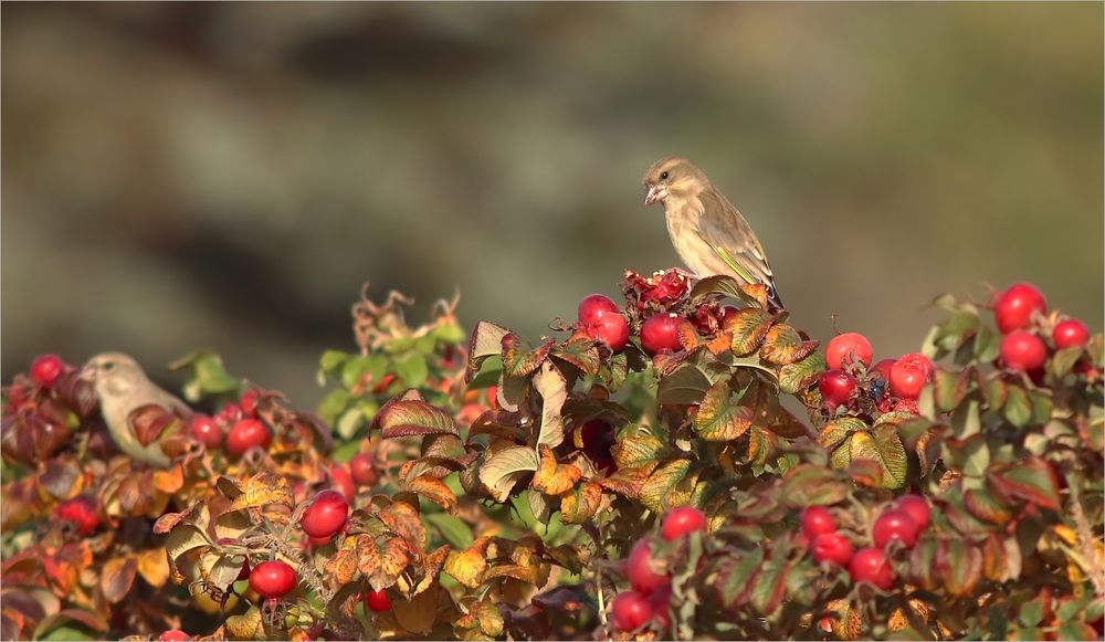 Finken-Herbst