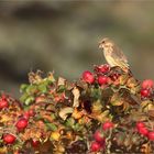 Finken-Herbst