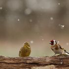 Finken im Schneegestöber + eine Goldammer.....