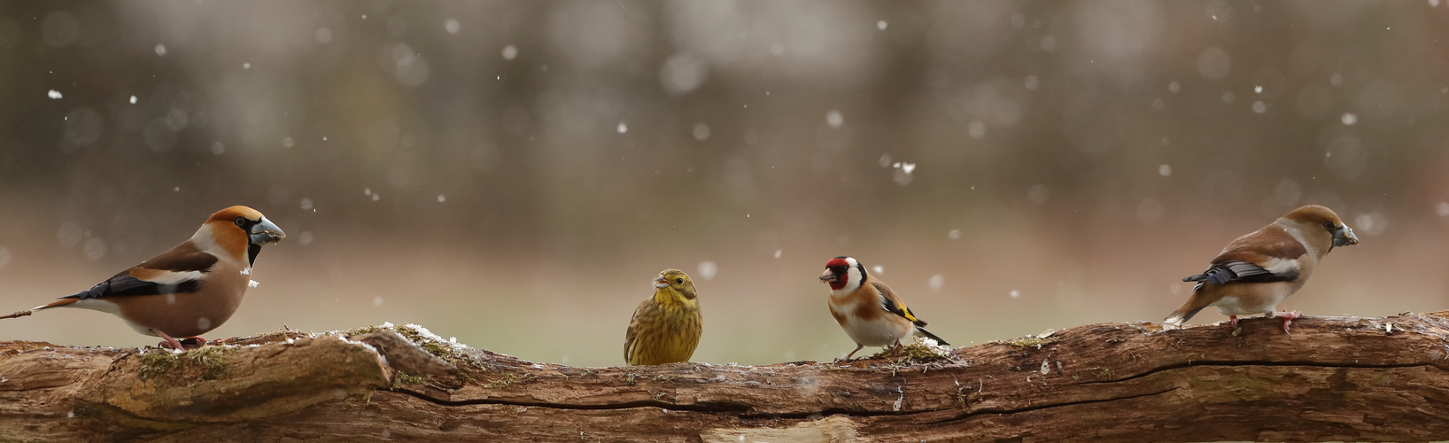 Finken im Schneegestöber + eine Goldammer.....