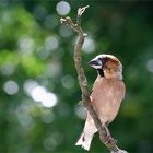 Finkenkönig nach dem Regen