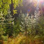 Finland, rain in the forest