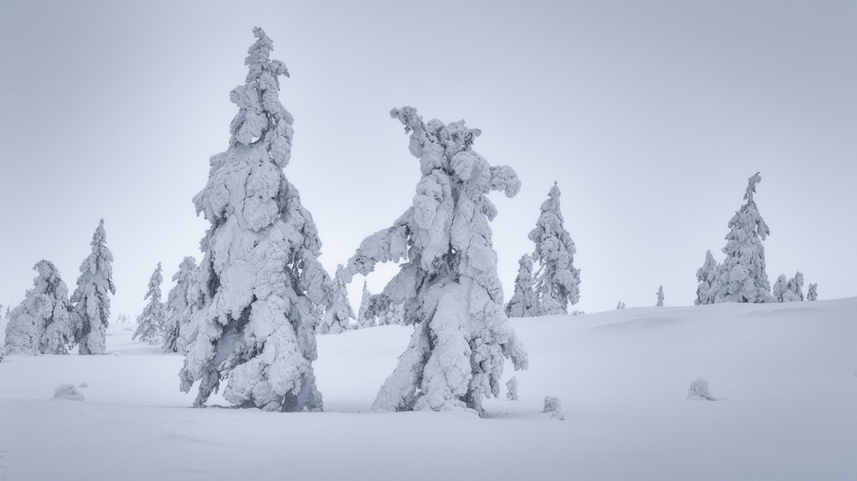 finland winter trees