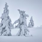 finland winter trees