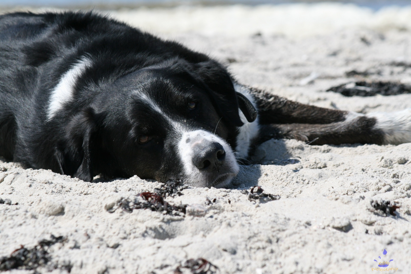 Finley am Strand