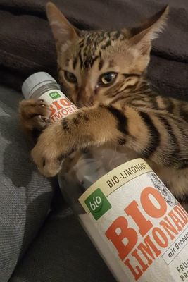 Finley, der Durstige