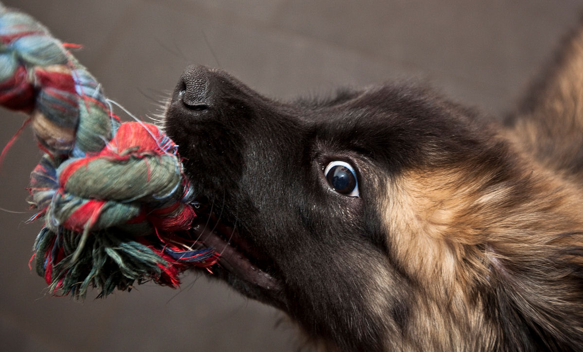 finley, leonberger...