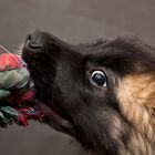 finley, leonberger...