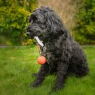 Finley und sein Ball 01