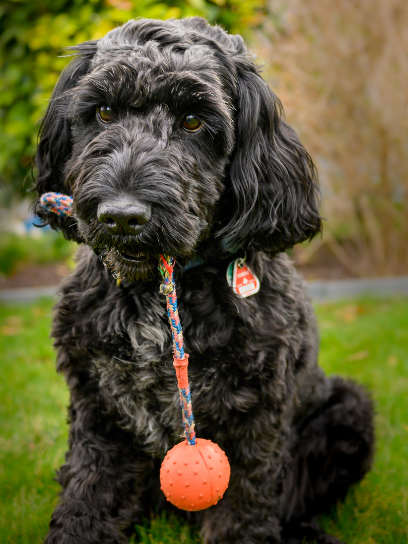 Finley und sein Ball