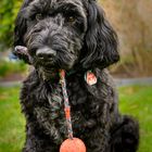 Finley und sein Ball