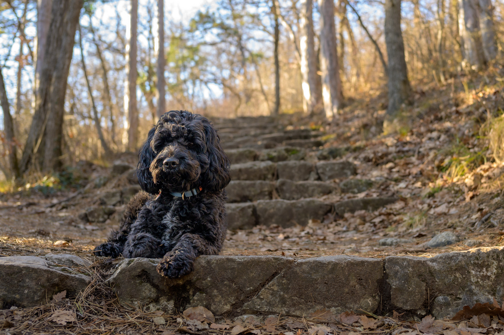 Finley Unterwegs am Harzberg