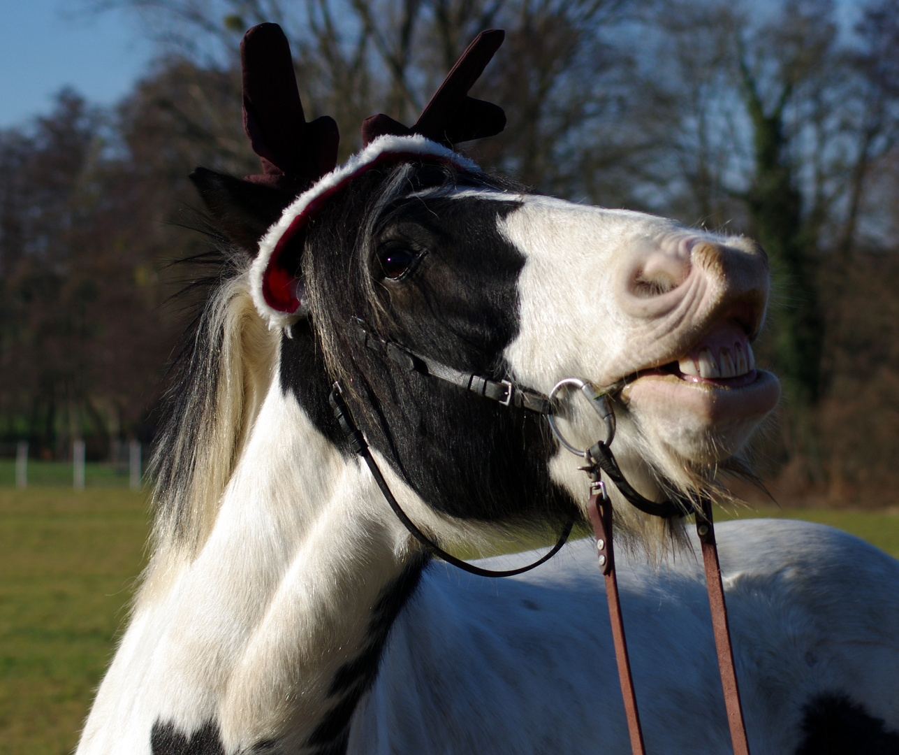 Finn, 11-jähriger Tinkerwallach