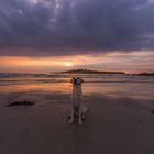Finn am Strand von Dossen bei Sonnenuntergang