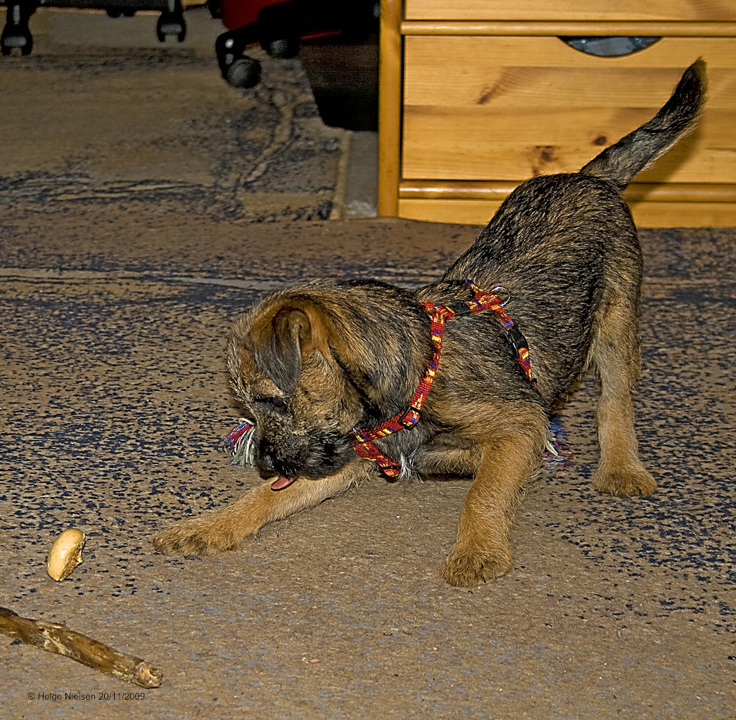 Finn auf der Jagd nach dem Leckerli