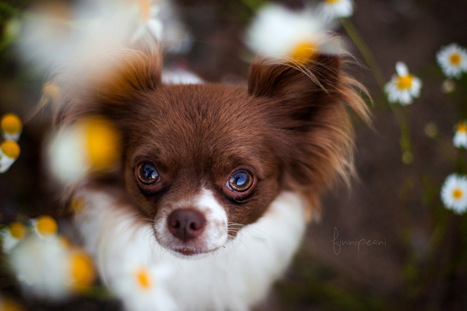 Finn, Chihuahua