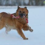 Finn der Sausefuchs