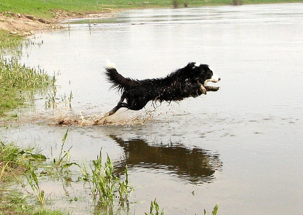 Finn- ein beherzter Sprung ins Wasser...