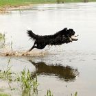 Finn- ein beherzter Sprung ins Wasser...