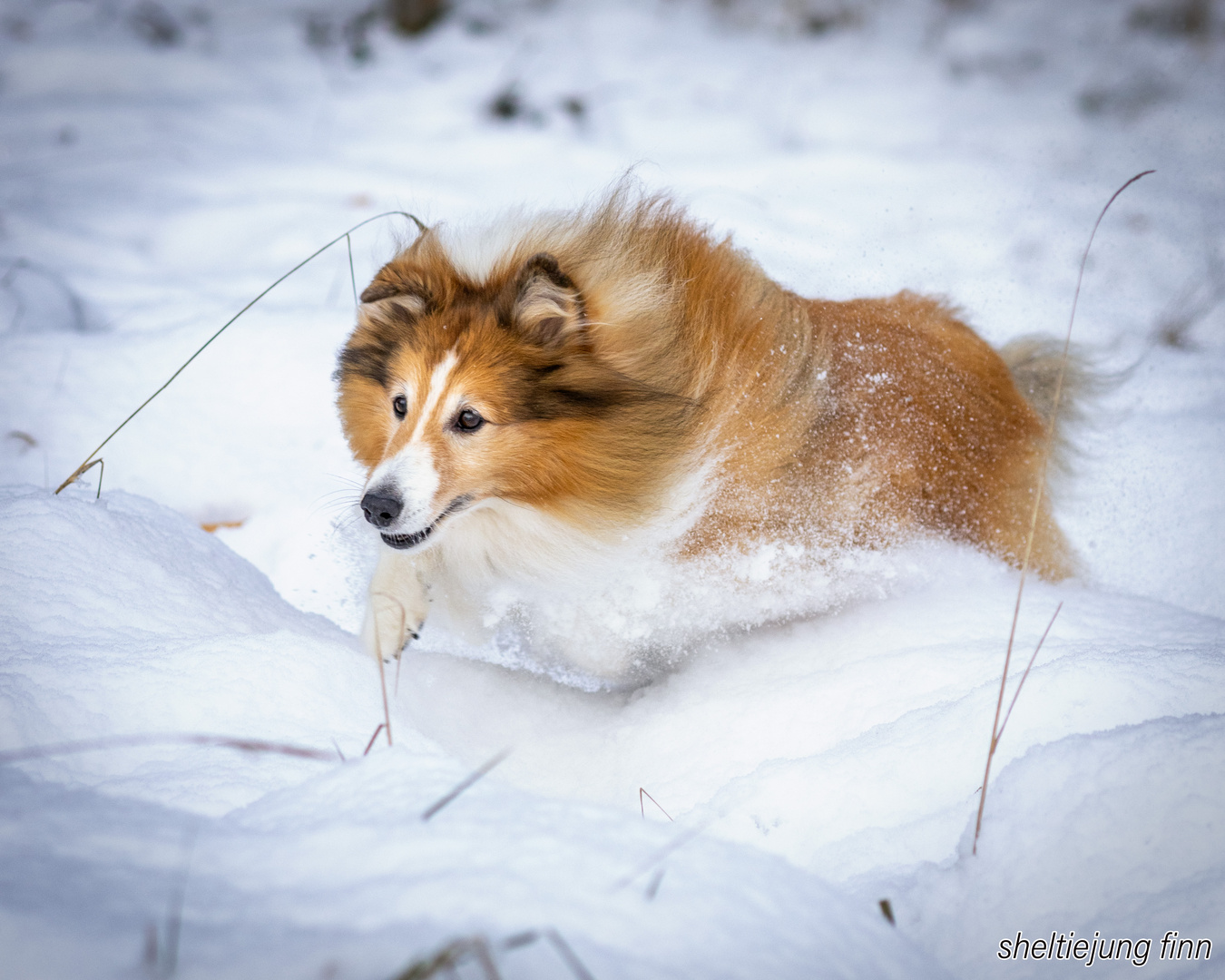 Finn im Schnee