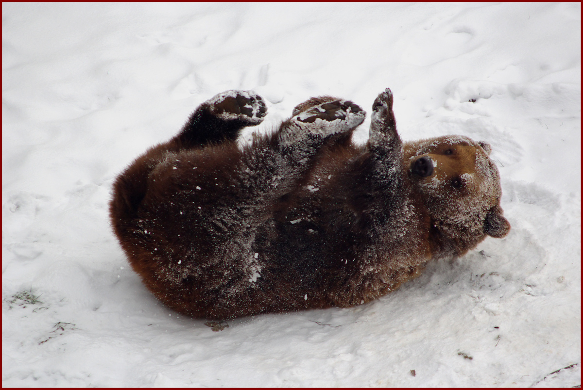 Finn im Schnee