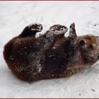 Finn im Schnee