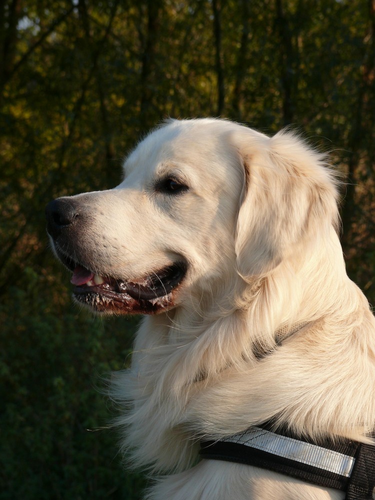 Finn in der untergehenden Herbstsonne