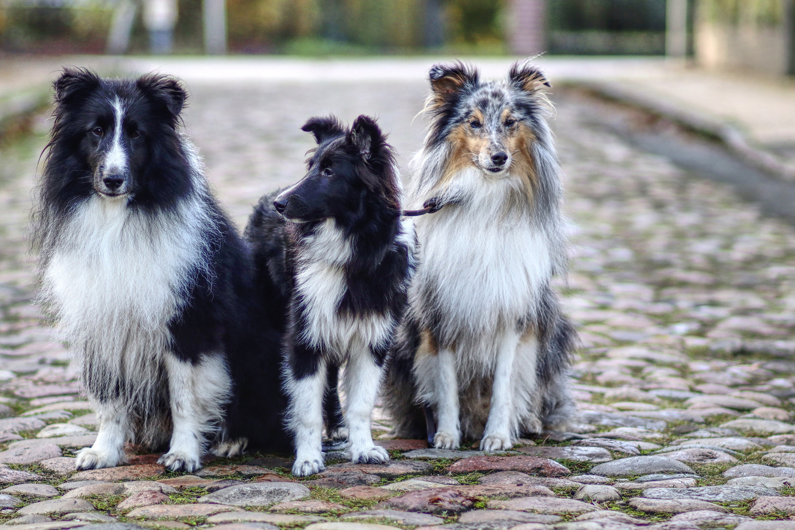 Finn, Isy und Louis  ....