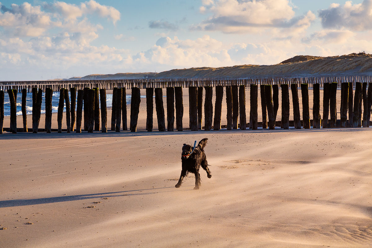 ... Finn liebt das Meer und den Strand ...