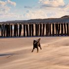 ... Finn liebt das Meer und den Strand ...