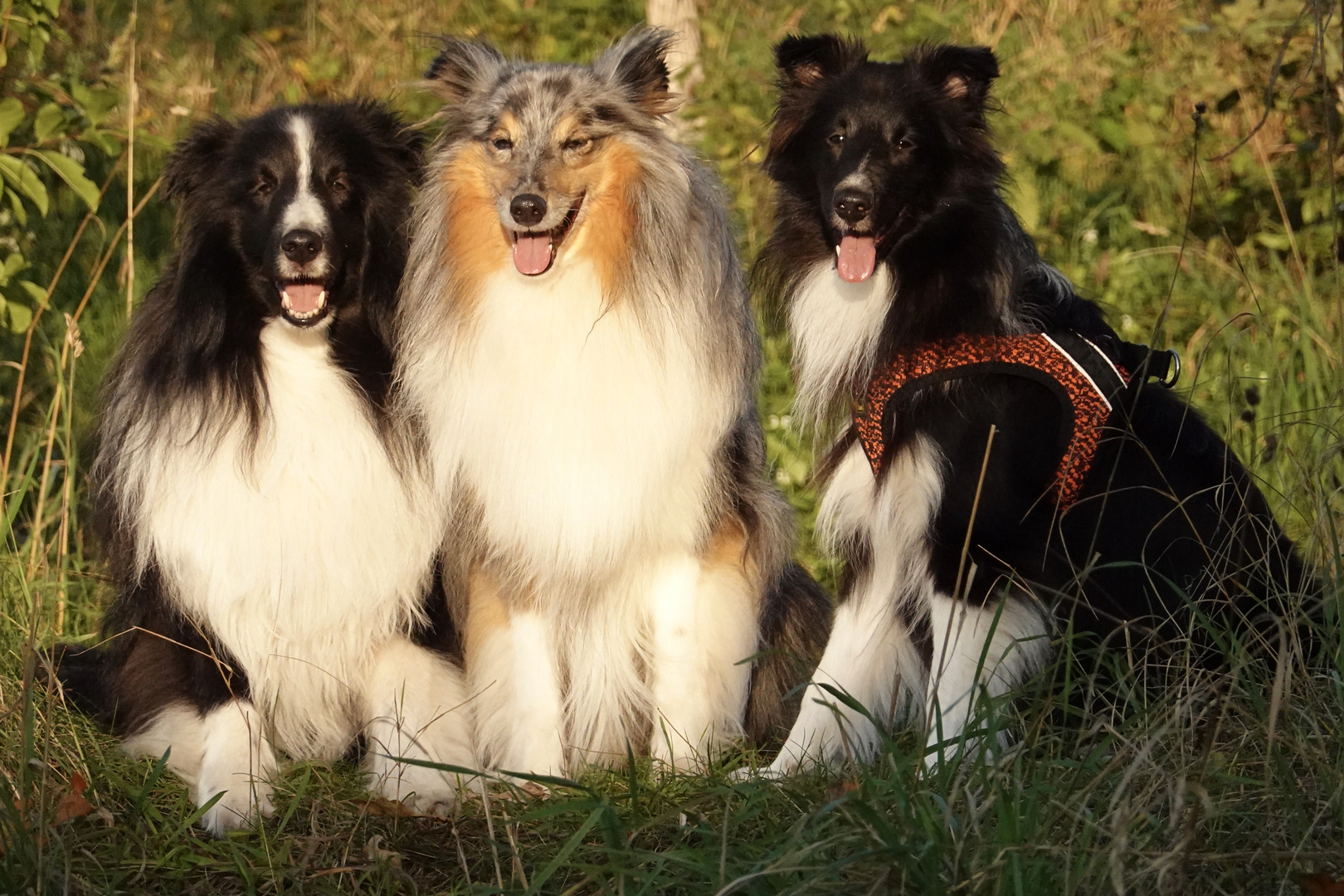 Finn, Louis und Isy 