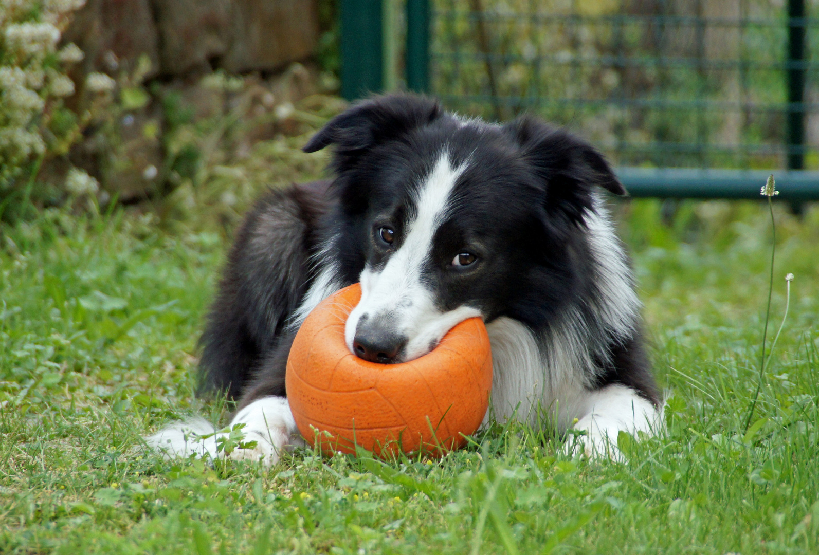 Finn und sein Ball...gut behütet