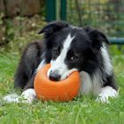 Finn und sein Ball...gut behütet