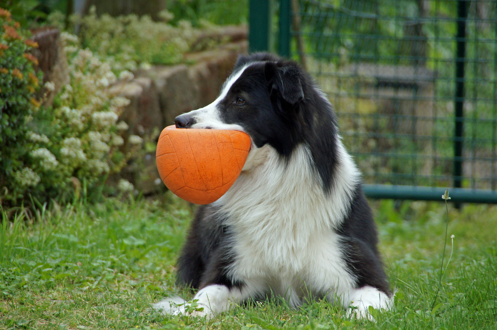 Finn und sein Ball...unzertrennlich