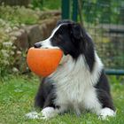 Finn und sein Ball...unzertrennlich