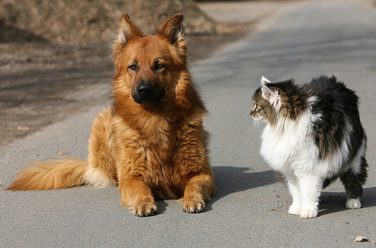 Finn und Zumsel