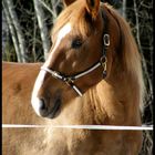 Finnhorse