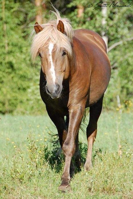 finnhorse stallion