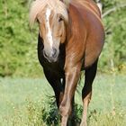 finnhorse stallion