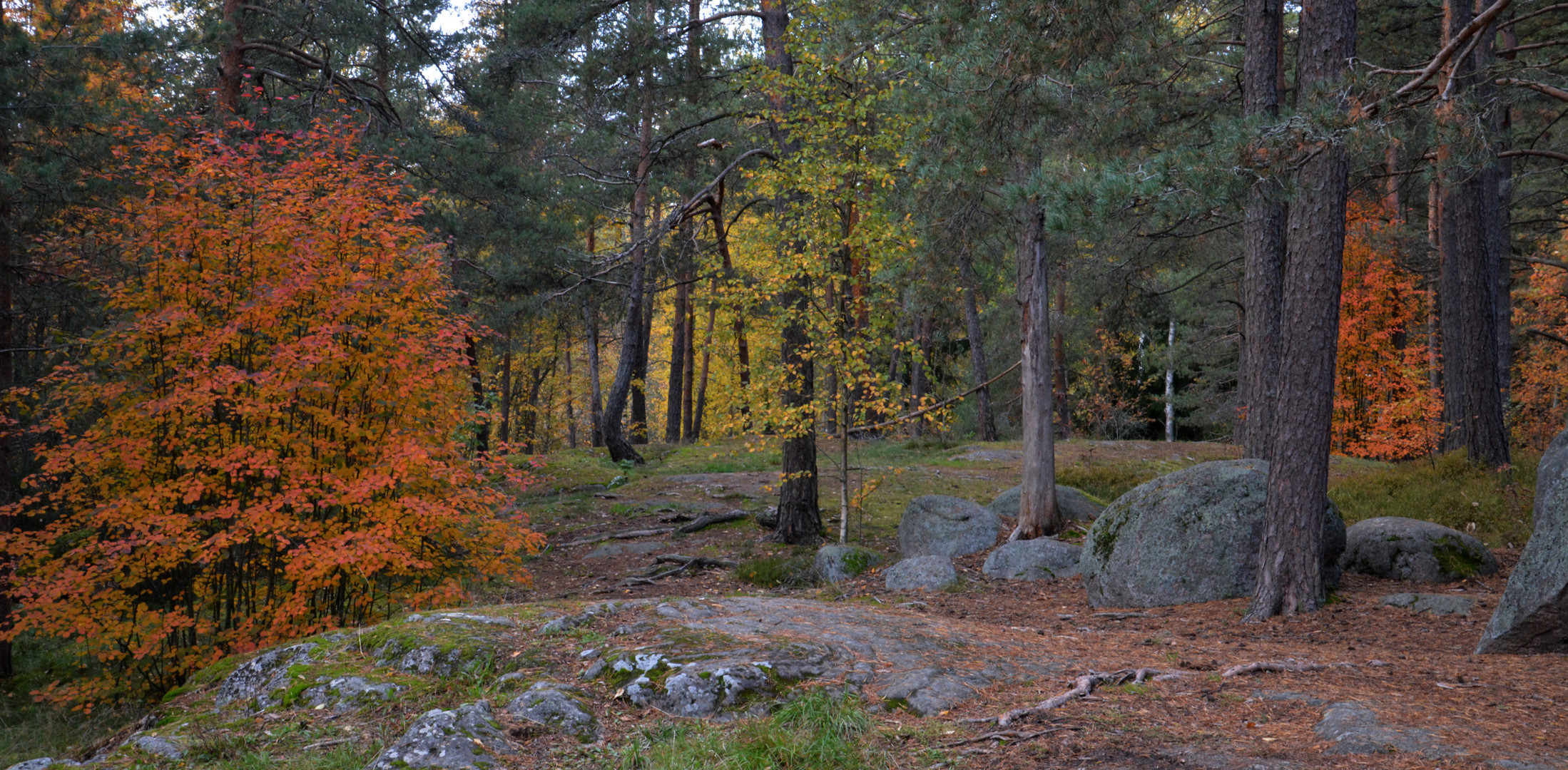 Finnis forest at autum