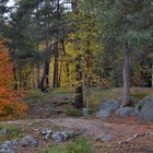 Finnis forest at autum