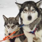 Finnischer Husky mit unterschiedlicher Augenfarbe (Iris-Heterochromie)