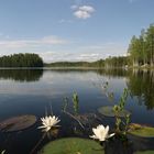 Finnischer See aus der Froschperspektive