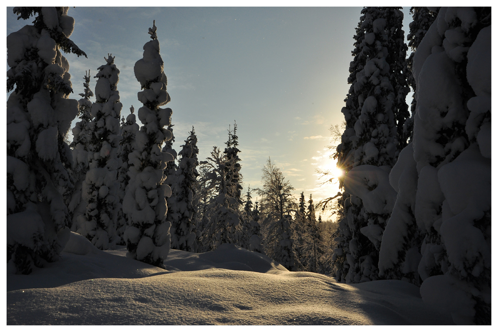 Finnischer Winterwald